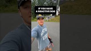 Why Your Dog Became Reactive Even When You Did Everything Right