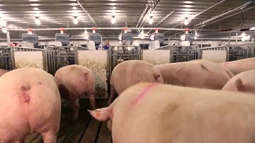 Nedap Electronic Sow Feeding   Thomas Livestock USA