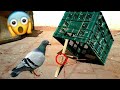 NEW Pigeon/Bird trap [WORKING 200%]🔥 طريقة جديدة لصيد الحمام