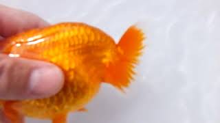 DSCF3343
