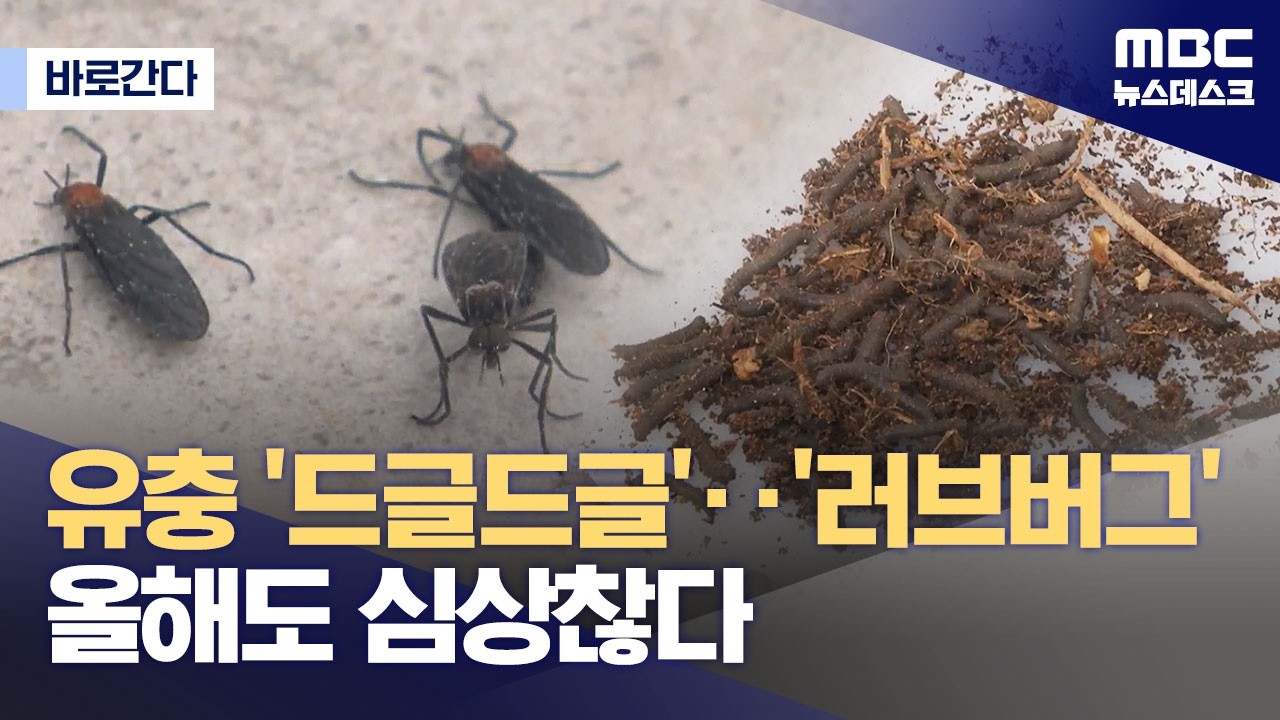 [바로간다] 벌써 유충 드글드글‥러브버그 올해도 심상찮다 (2026.04.22/뉴스데스크/MBC)
