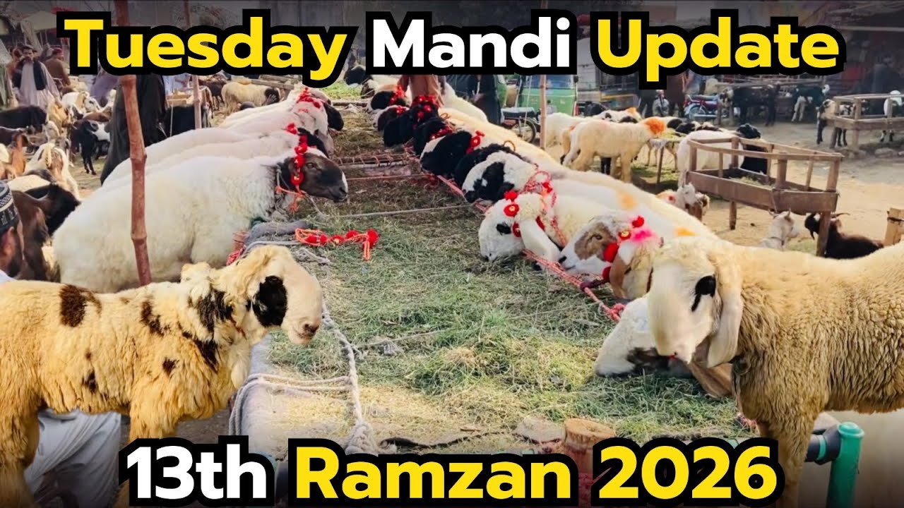 Tuesday Mandi Update – Chhatro Ke Taza Rates | 13th Roza Special