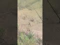 je cherche à pecher un serpent. une vipère dans la rivière " le Lamalou"