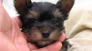 ヨークシャーテリア子犬05/05生れメス2号 | 【york140505f002lsgn】f17