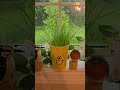 silly grass head #stem #elementary #science #kindergarten #toddleractivities