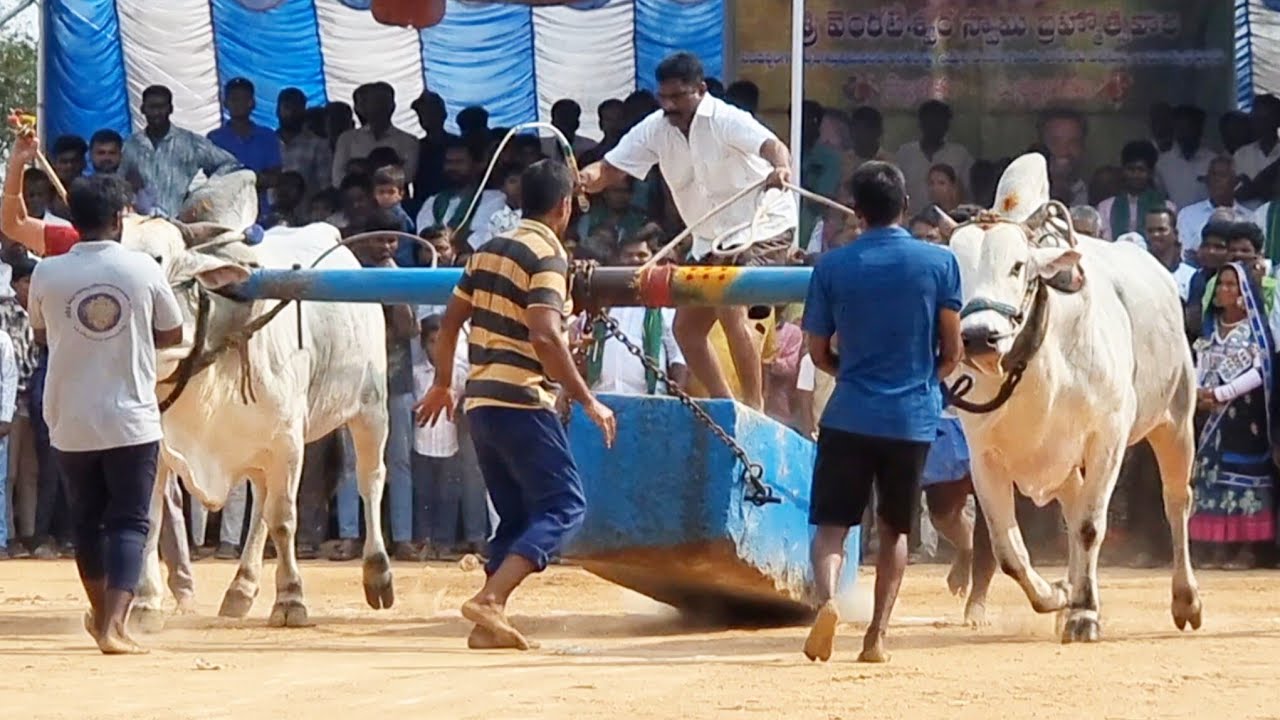 🥇దేవుని పడకల్ సీనియర్స్ విభాగం బండలాగుడు పోటీలు 2వ జత మార్థల చంద్ర ఓబుల్ రెడ్డి చౌటుపల్లె-mcor bulls