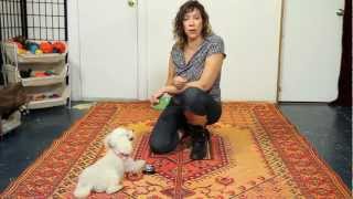 Ring a Bell Trick - Dog Training