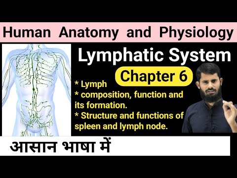 HAP chapter 6 || Lymphatic system || Lymph || Structure and functions of spleen and lymph node