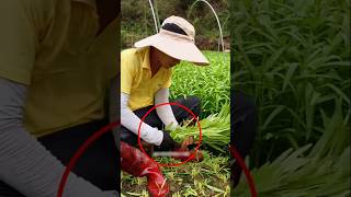 Satisfying Hand Harvesting 🌱 Clean, Simple, Zero Waste #farming #gardening #tips