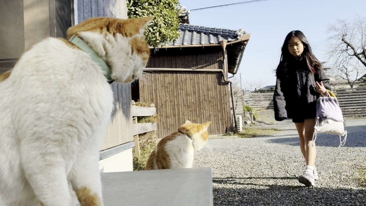学校から帰る小学生の娘をお出迎えする庭子猫の兄弟が可愛いすぎた！【三毛母猫の子猫】