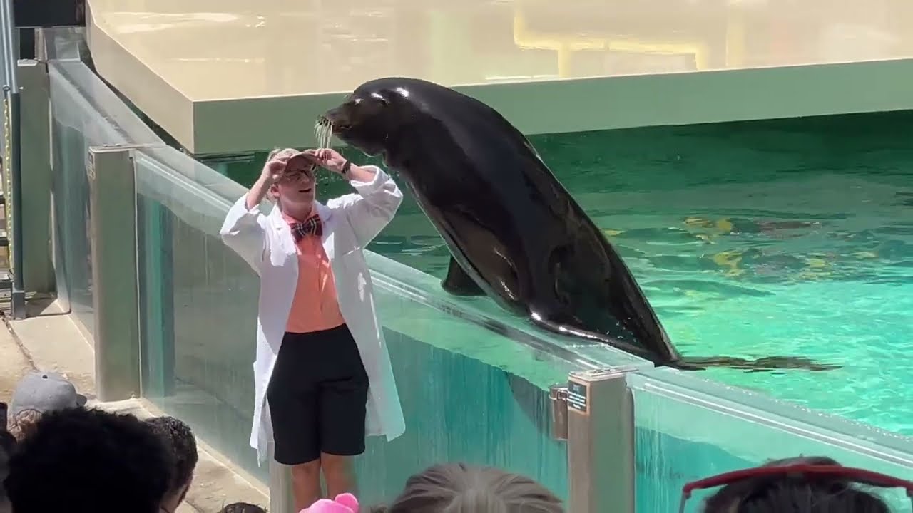 Sea Lion & Otter Spotlight Show Guest Sea Lion Interaction 4K (6-13-22