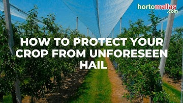 How to protect your crop from unforeseen hail