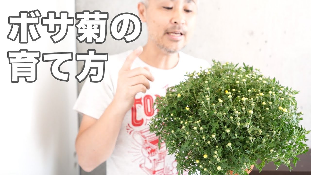 ボサ菊の育て方 剪定 水やり 肥料 日常管理 Youtube