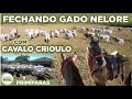 FECHANDO GADO NELORE NO CURRAL COM CAVALO CRIOULO - PARTE 1