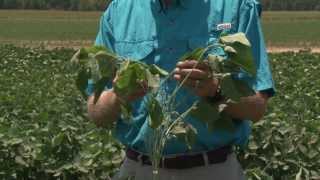SOYBEAN TISSUE SAMPLING