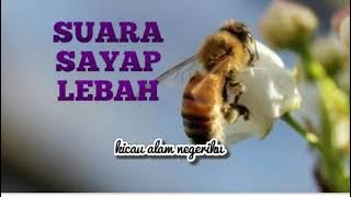SUARA SAYAP LEBAH / BEE WING SOUND