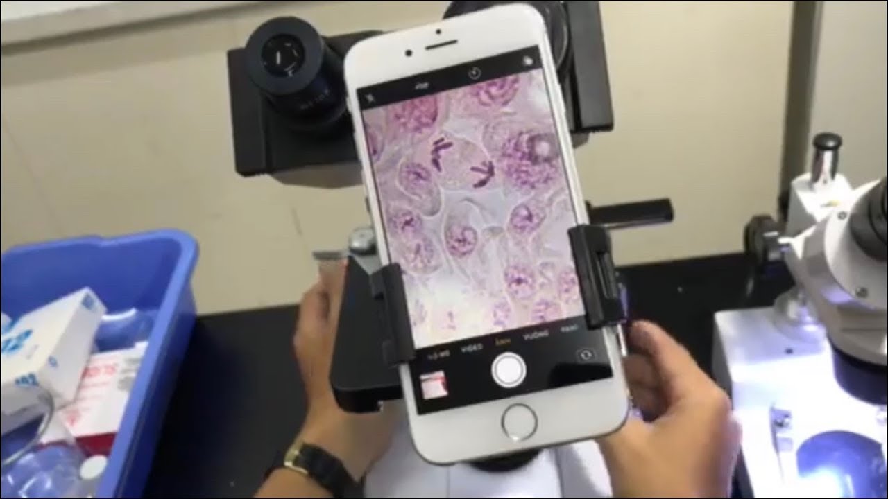 Quan sát phân bào giảm phân ở Châu Chấu trên kính hiển vi DMK1841 (Meiosis grasshopper testis)