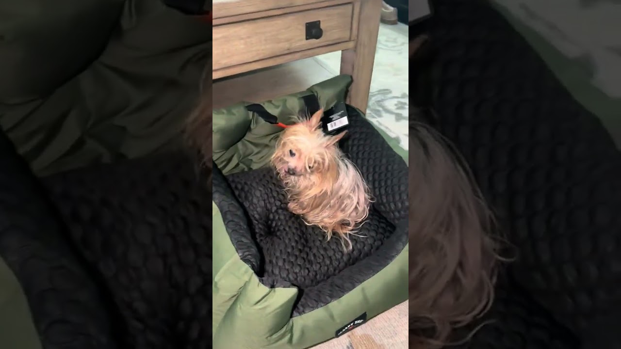 You dog needs a new car seat Inc #tiktokshopstockup #tiktokshopcreatorpicks #dogcarseat #dogsupplies