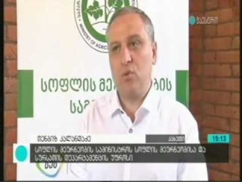 კენკროვანი კულტურების დარგის განვითარება