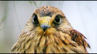 Сокол над городом. Falcon over the city. Сокол над городом. Falcon over the city.