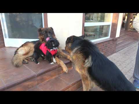 वीडियो: डॉग गाइड शिष्टाचार: गाइड कुत्तों के पास आने पर 4 नहीं-संख्या