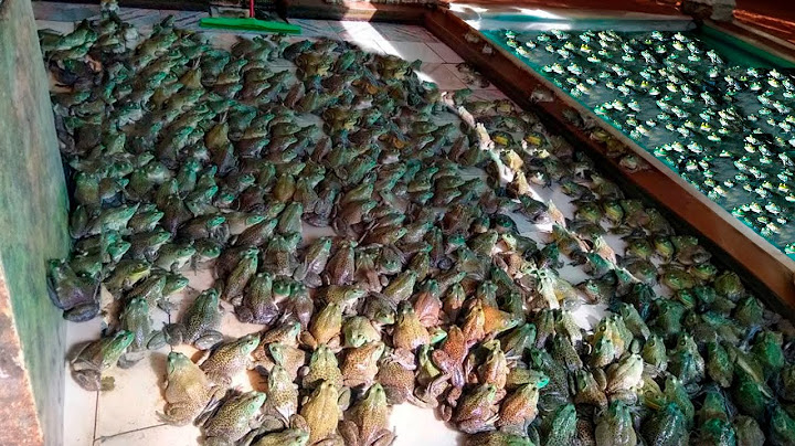 A INACREDITÁVEL CRIAÇÃO DE MILHÕES DE RÃS EM FAZENDA! - VALE MAIS QUE PICANHA!