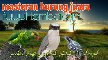 Masteran burung juara perkici jingjing petulak dan platuk Sampit 🔥