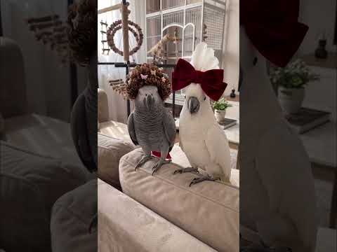 aj solty bhura or kuku party ke liye ready hai 😂#funnypets #funnyparrot #petdrama
