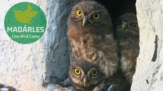 Little Owl chicks are still funny