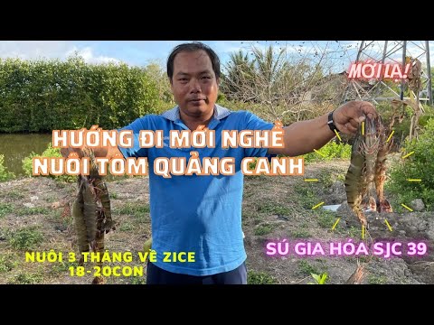 Video HIỆU QUẢ MÔ HÌNH NUÔI TÔM SÚ GIA HÓA (MOANA) SJC 39... - youtube