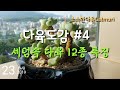 세덤속 다육식물 12종 특징 및 관리방법/Sedum succulent plant