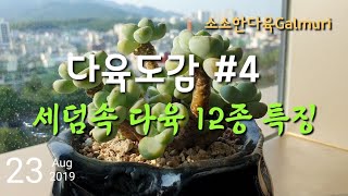 세덤속 다육식물 12종 특징 및 관리방법/Sedum succulent plant