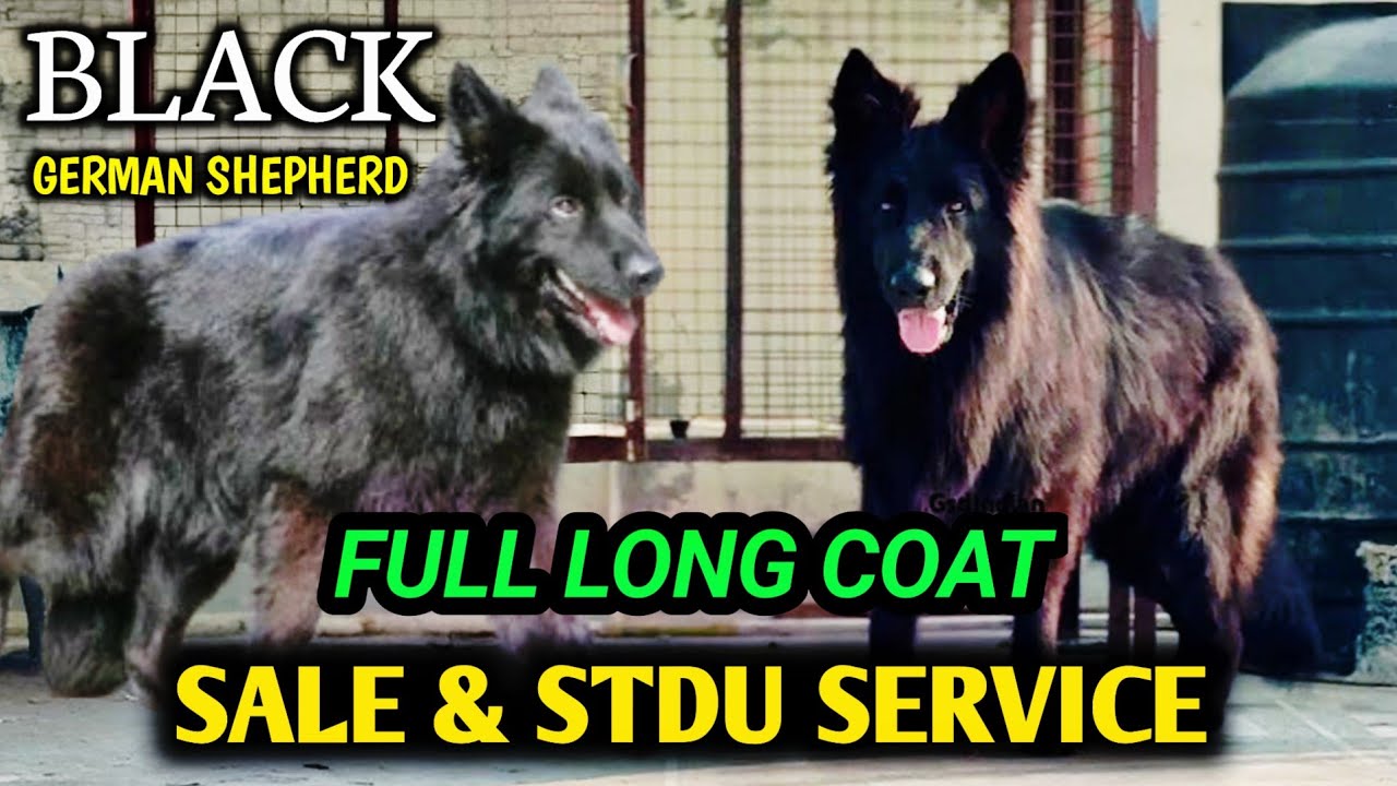 Черная длинношерстная немецкая овчарка на продажу | черная немецкая овчарка для вязки