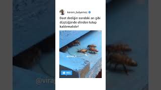 Dost Dediğin Sondaki Arı Gibi Olmalıdır