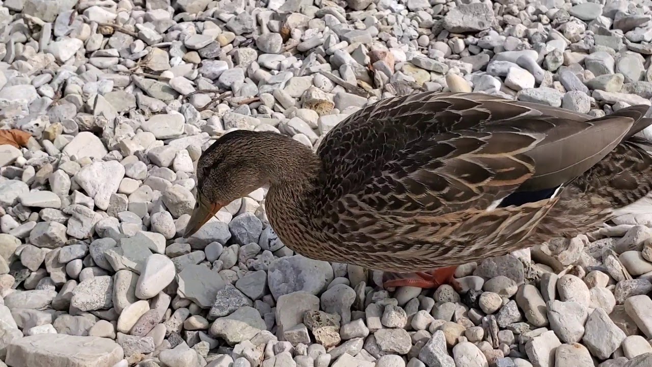 October 17, 2020 - YouTube