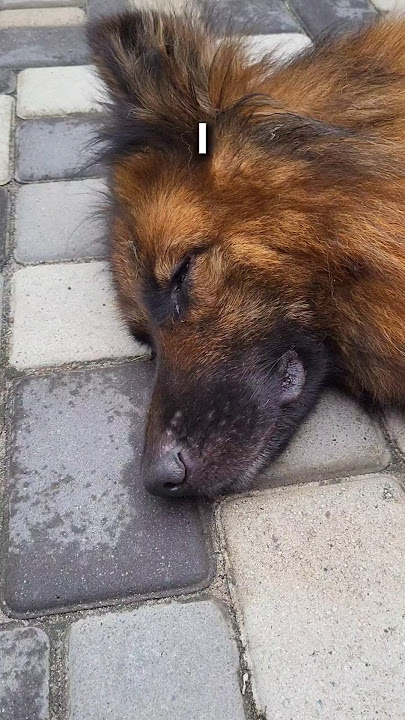 My Sweet Mommy🐕❤️