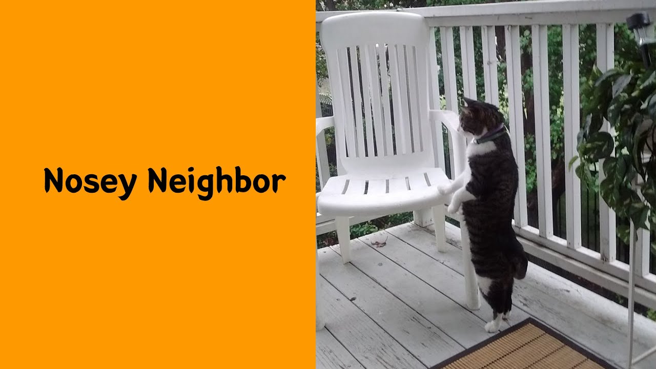 50 Funny Cats Acting Weird That Will Make You Laugh 3/3 - Funny cat