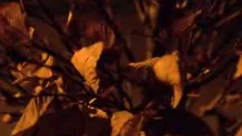 90 Second Sequence Video