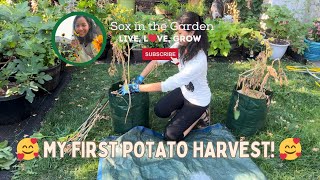 My FIRST EVER Potato Harvest! ❤ | WA Zone 8b Vlog