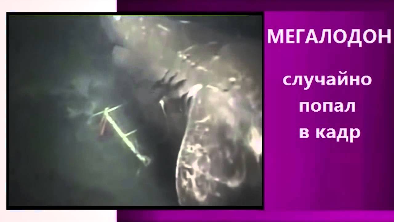 МЕГАЛОДОН СЛУЧАЙНО ПОПАЛ В КАДР - YouTube