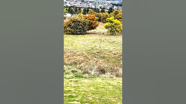 Magpies Over & Under Wattle Bushes in Bloom#birds #magpie #native #australia #wildlife #nature