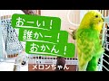 【助けを呼ぶインコ】おしゃべりインコメロンちゃん