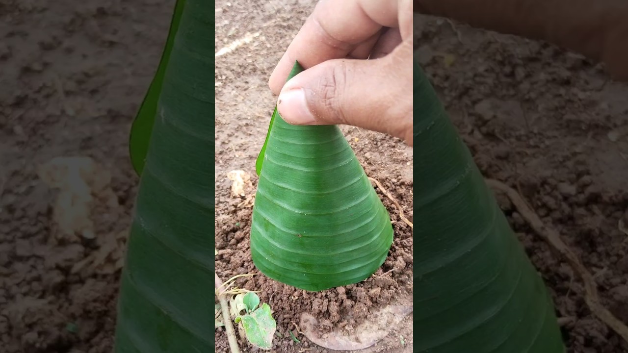 The Grasshopper was Shocked 🦗