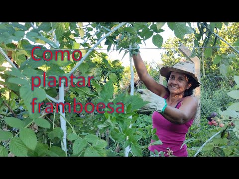 Vídeo: Propagação de plantas de framboesa - Aprenda a propagar framboesas