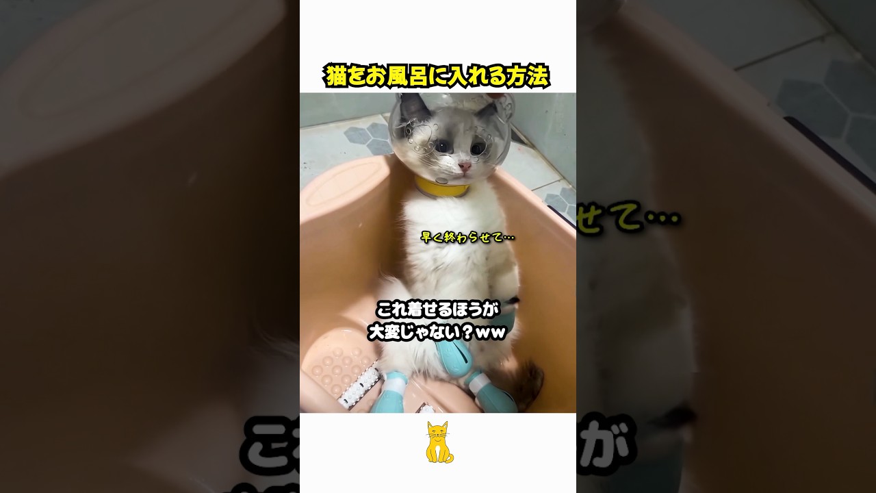 猫をお風呂に入れる方法 #好きな子猫 #子ネコ