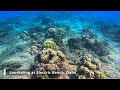 🐢✨ Electric Beach Snorkeling Adventure | Oahu, Hawaii