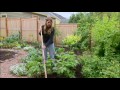 Hoeing Up Potatoes - Mobile Minute