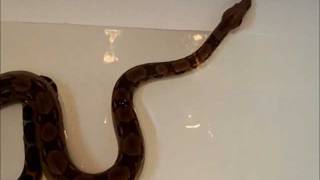 Boa Constrictor bath time