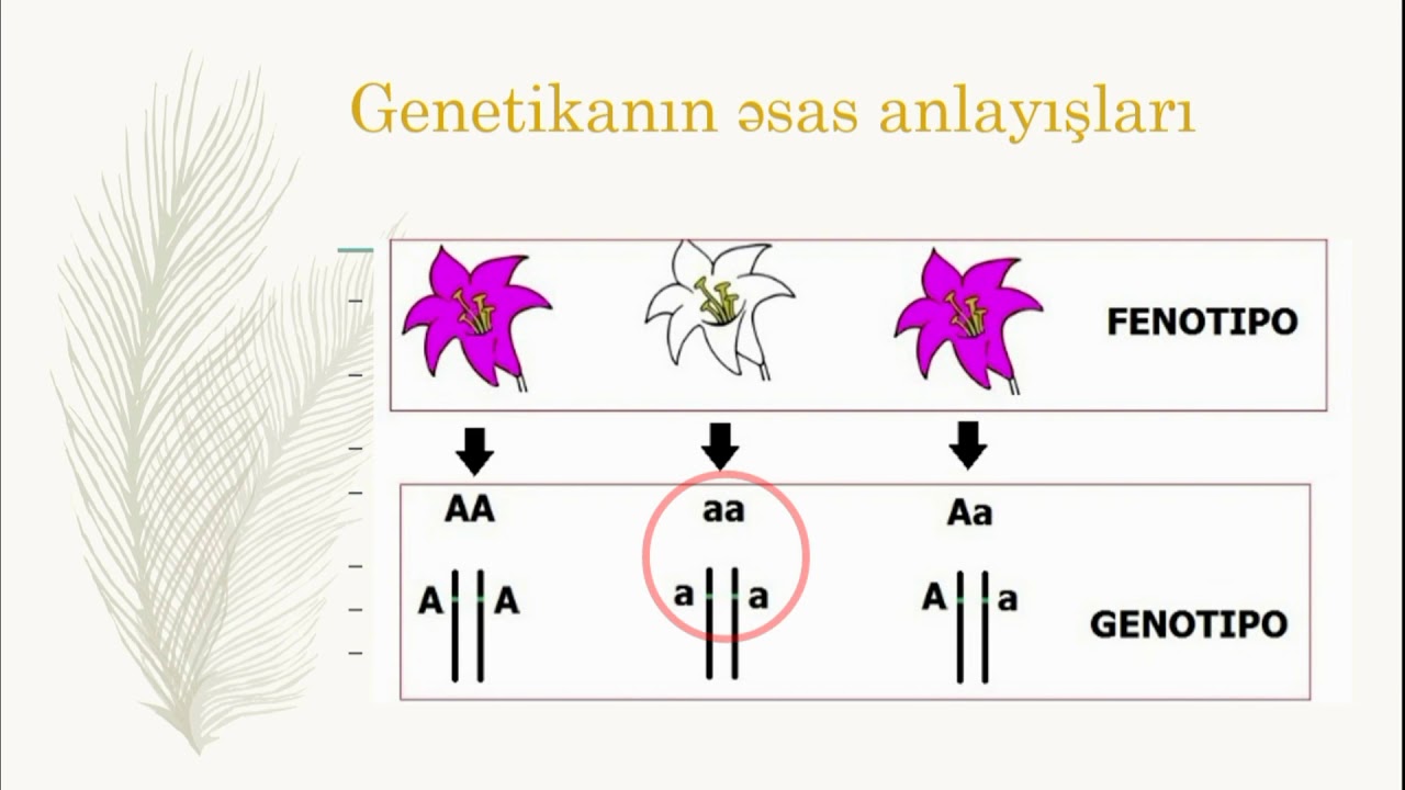Genetik analize giriş 10. baskı pdf ücretsiz indir