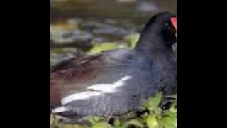 Tiếng trích ré bản (Quốc mốc - hủy diệt _tvc18)